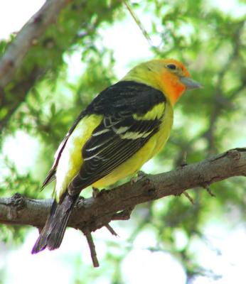 Western Tanager