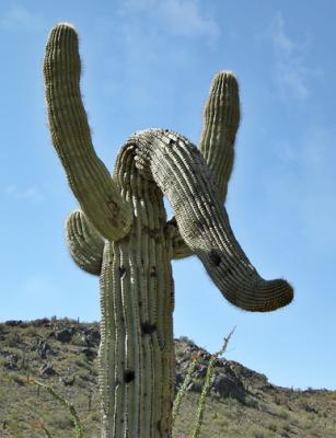 Saguaro