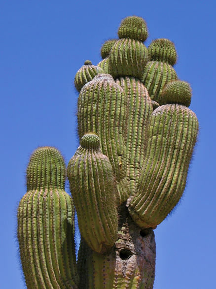 Saguaro