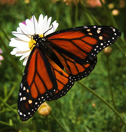 Butterfly 2