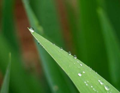 u27/rsweatt/medium/15937719.after_rain_pbase001.jpg