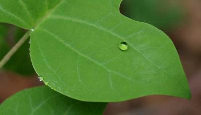 u27/rsweatt/medium/15937720.after_rain_pbase002.jpg