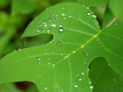 u27/rsweatt/medium/15937721.after_rain_pbase003.jpg