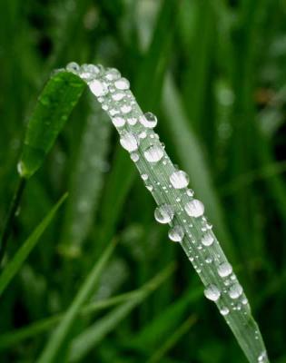 u27/rsweatt/medium/15937723.after_rain_pbase005.jpg