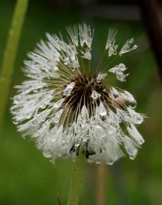 u27/rsweatt/medium/15937724.after_rain_pbase006.jpg