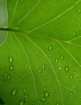 u27/rsweatt/medium/15937728.after_rain_pbase009.jpg
