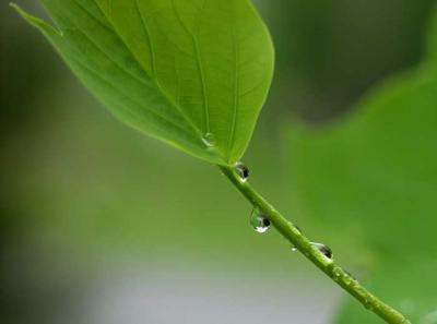 u27/rsweatt/medium/15937730.after_rain_pbase011.jpg