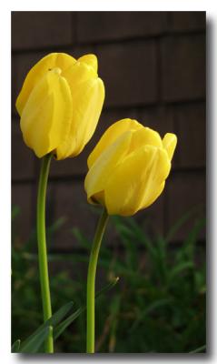 Yellow Tulips