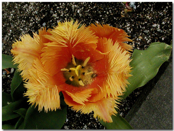 Fringed Tulip