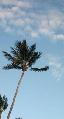 Coconut Tree 2096.jpg