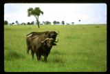 Buffaloes