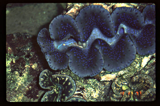Giant Clam