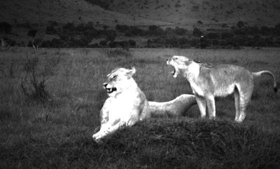 Lions at Dawn