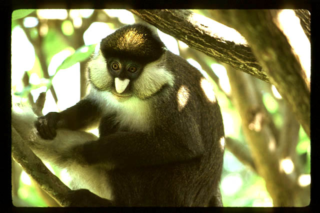 Monkey Copper Tail