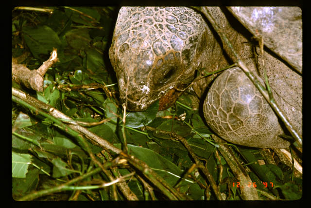 Giant Tortoise