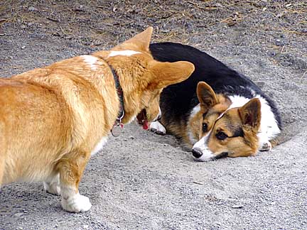 gaze2.jpg