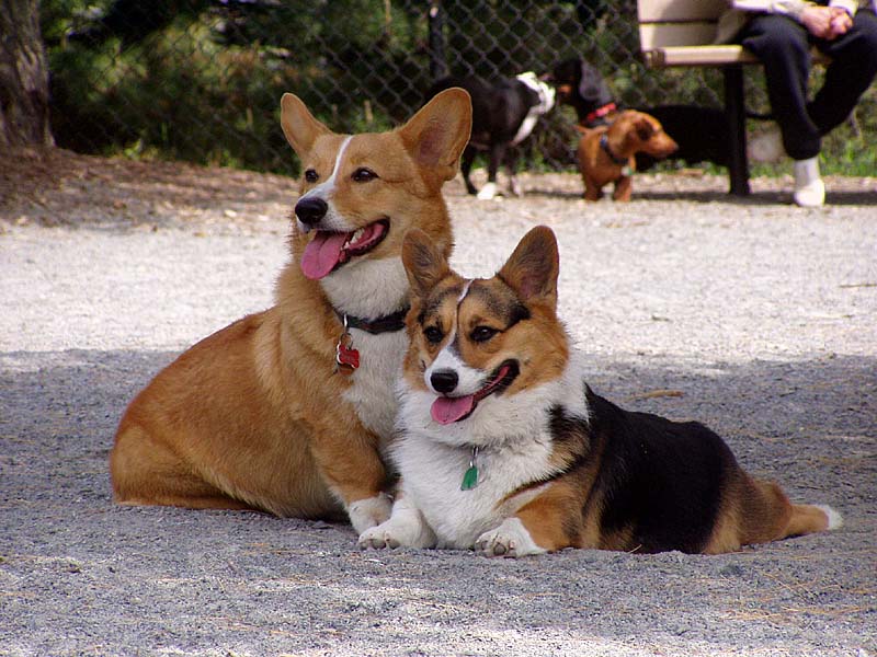 skippyandkelly.jpg