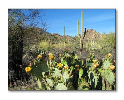 <b>More Cacti</b><br><font size=2>Saguaro Natl Park, AZ