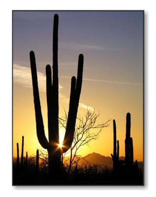 <b>Saguaro Sunset</b><br><font size=2>Saguaro Natl Park, AZ