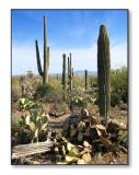 <b>Cacti</b><br><font size=2>Saguaro Natl Park, AZ