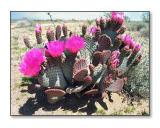 <b>Prickly Pear Cactus Flowers</b><br><font size=2>Mojave Natl Preserve, CA