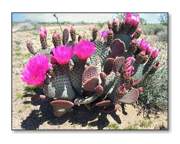 Prickly Pear Cactus FlowersMojave Nat'l Preserve, CA