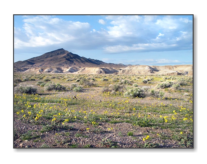Desert WildflowersTecopa, CA