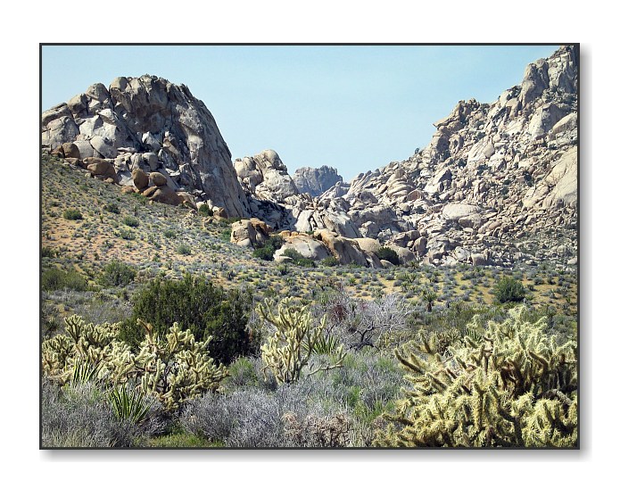 Rocks & CactusSheep Hole Mtns., CA