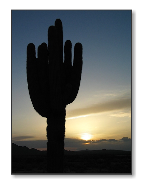 The Last Cactus SunsetArlington, AZ