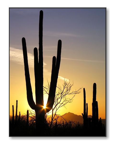Saguaro SunsetSaguaro Nat'l Park, AZ