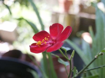 Miniature Hibiscus