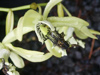 Black lip orchid Bessey Creek (Coel. pandurata)