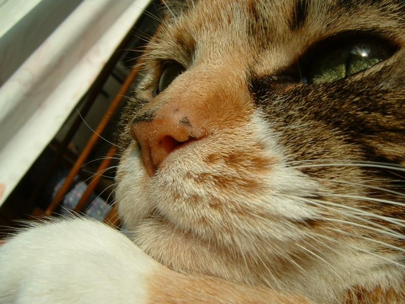 Pensive