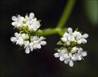 Bug On Blossoms