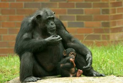 Chimpanzee with young