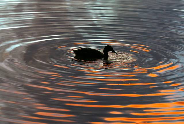 Duck in circle at sunset