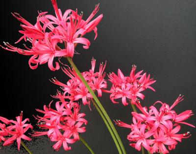 Nerine sarniensis