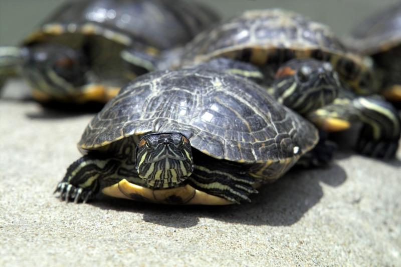 Family of Brazilian Turtles