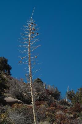 Dry Yucca