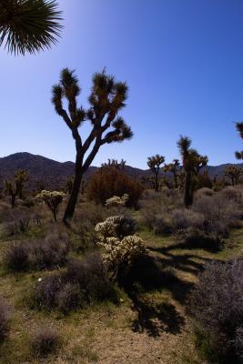 Golden Cholla et JT