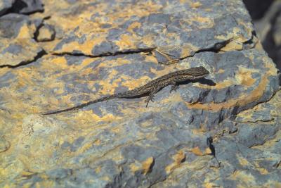 Lizard on Limestone/Chert