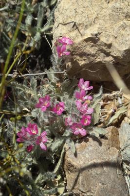 Rock Wildflowers