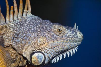 IguanaPortrait1534.jpg