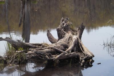 old tree trunk