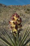 Yucca Bloom