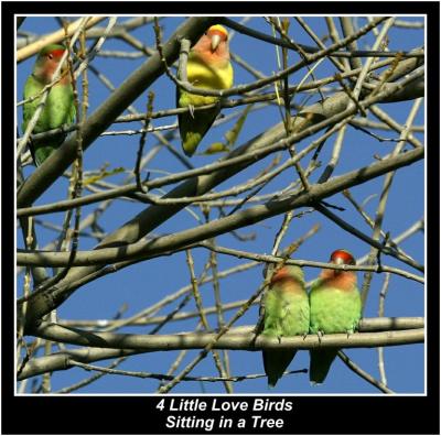 4 Little Love Birds