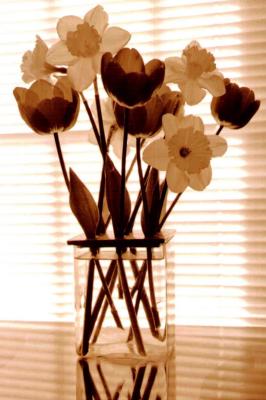 Sepia Tulips