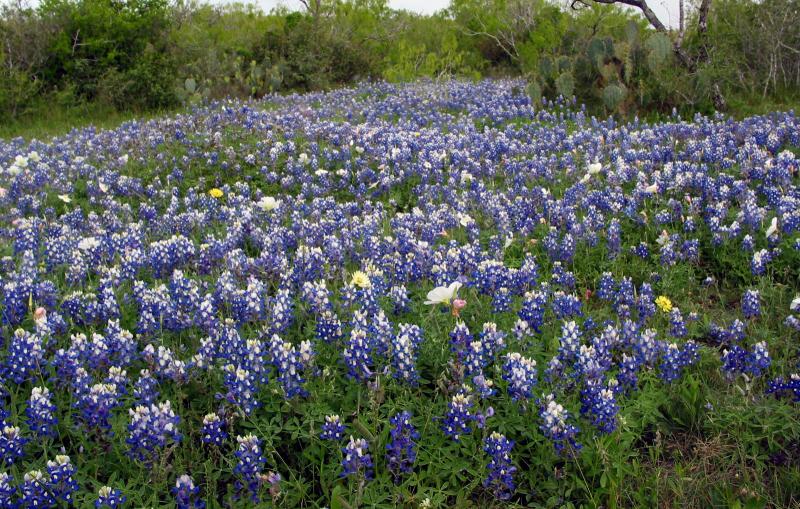 Spring Bluebonnets - April, 2003