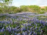 Spring Bluebonnets - April, 2003