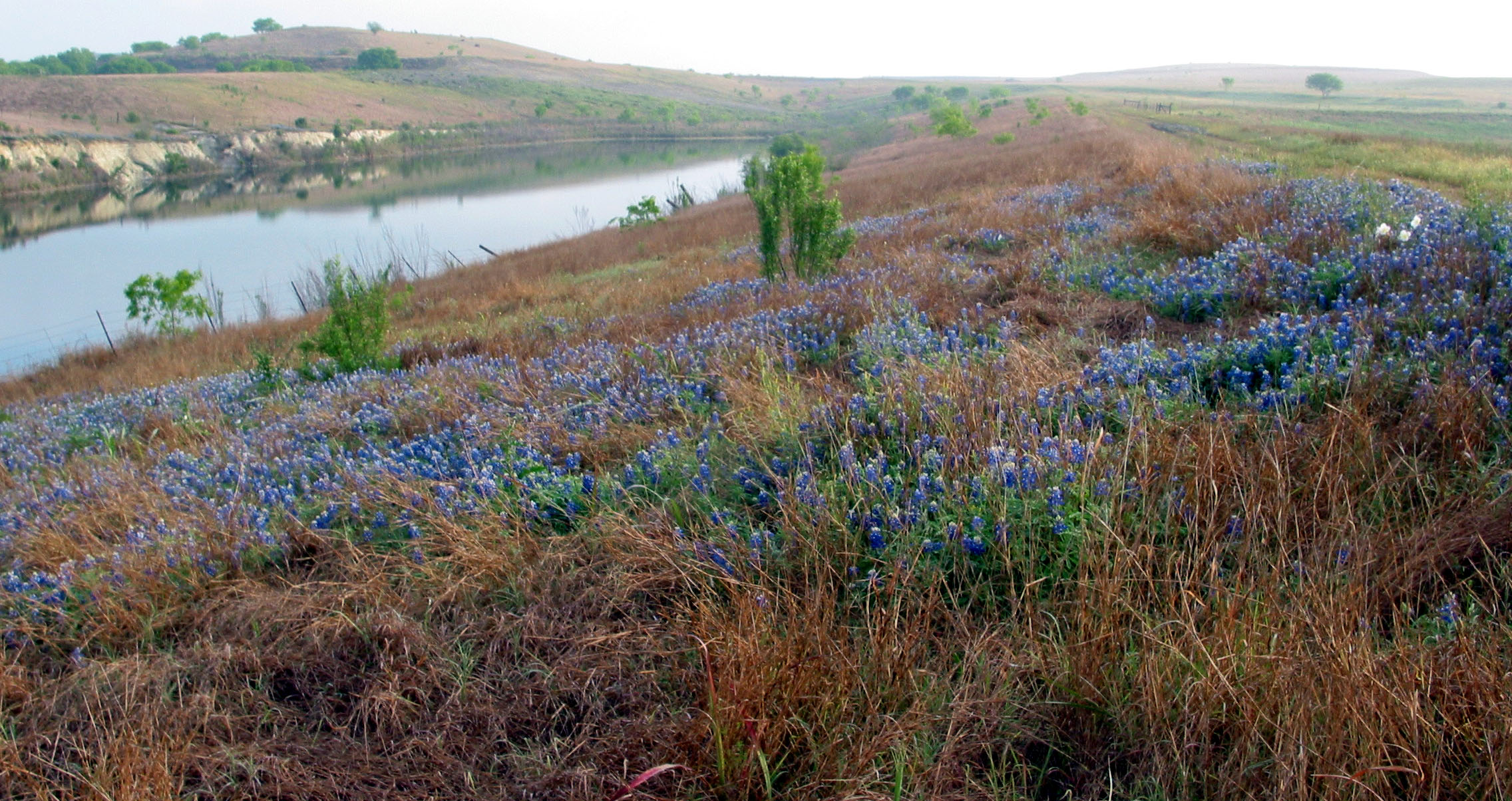 Spring Bluebonnets overlooking the Catfish Pit - April, 2003